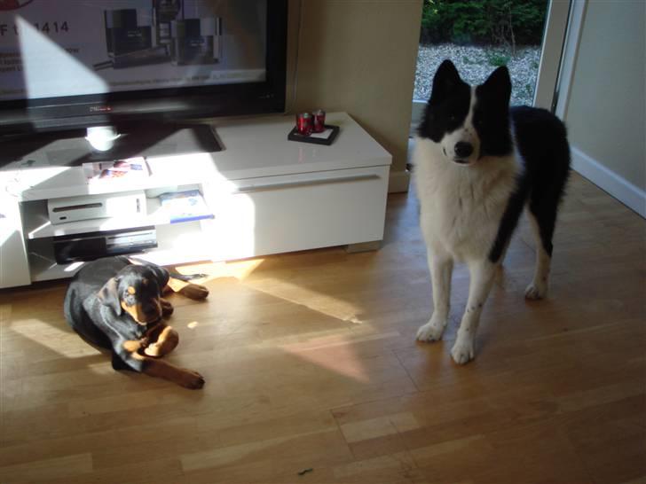 Karelsk bjørnehund Gizmo billede 2