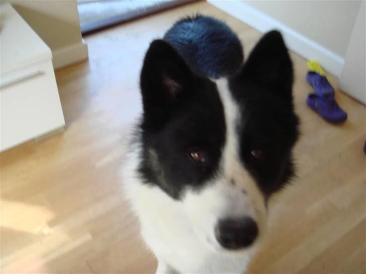 Karelsk bjørnehund Gizmo billede 3