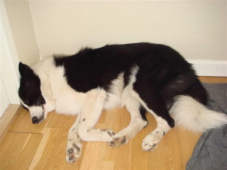 Karelsk bjørnehund Gizmo billede 4