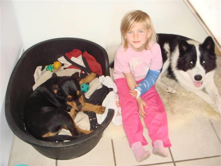 Karelsk bjørnehund Gizmo billede 5