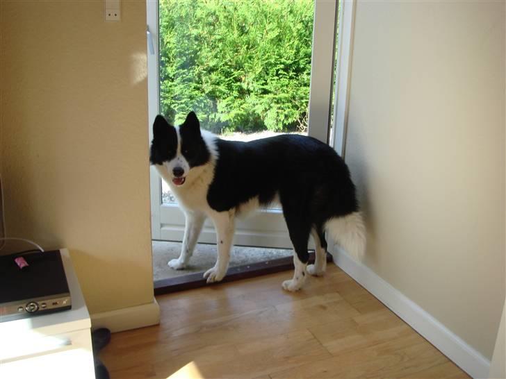 Karelsk bjørnehund Gizmo billede 6