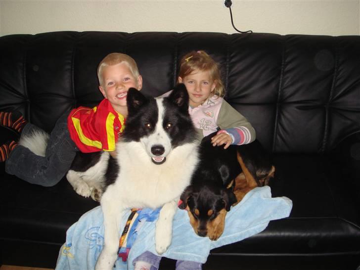 Karelsk bjørnehund Gizmo billede 7