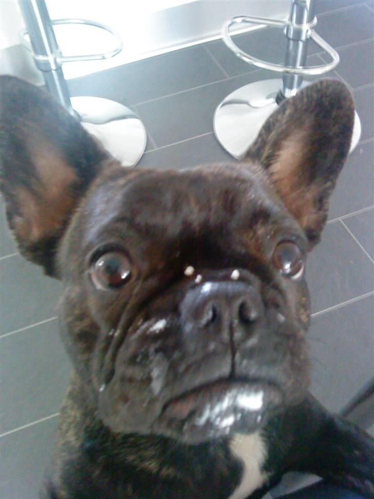 Fransk bulldog Bella - Mmmhh Yougurt :) billede 19