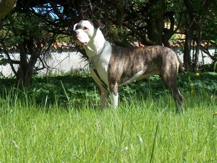 Amerikansk bulldog MOLLY billede 1