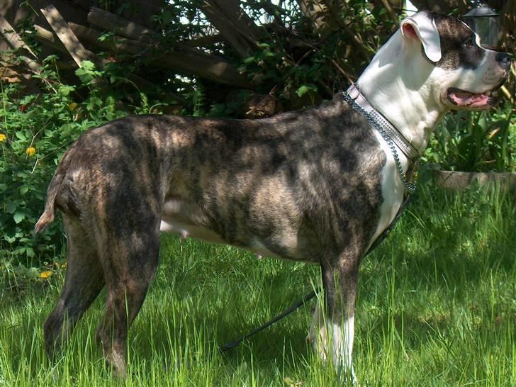 Amerikansk bulldog MOLLY billede 2