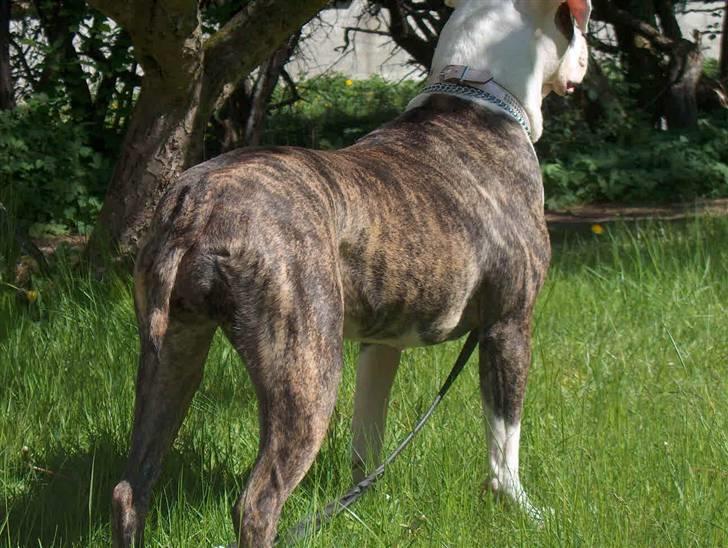 Amerikansk bulldog MOLLY - molly´s lille skæve hale. billede 3