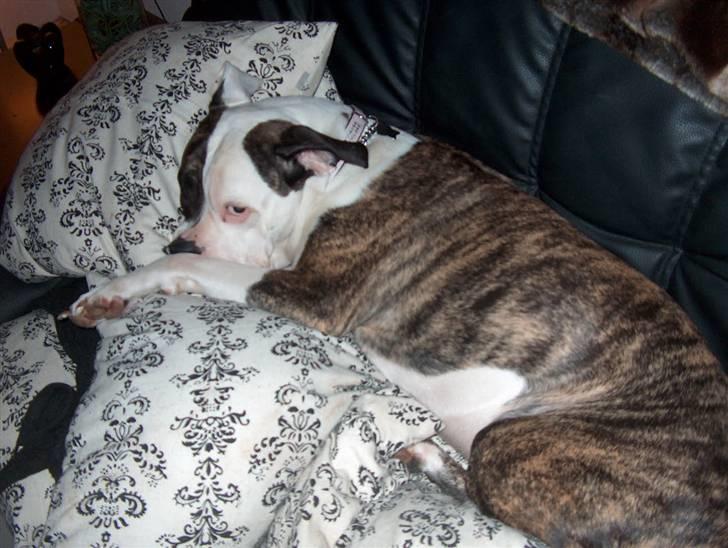 Amerikansk bulldog MOLLY - en forkælet hund... billede 4