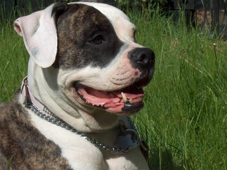 Amerikansk bulldog MOLLY billede 5