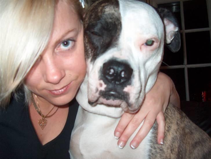 Amerikansk bulldog MOLLY - elsker den hund! billede 6