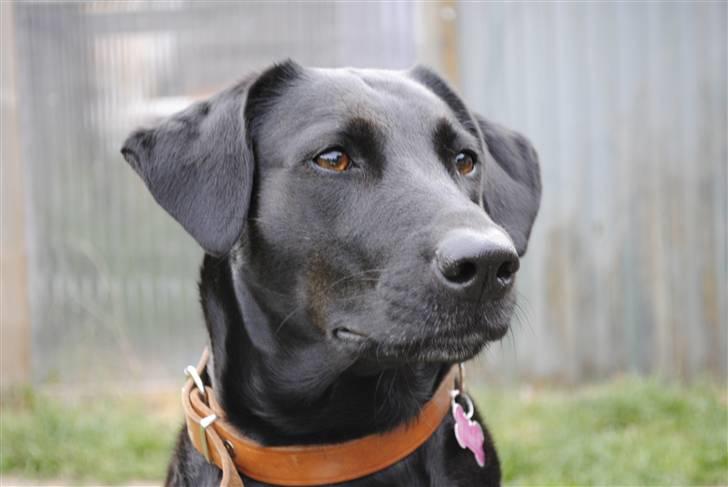 Blanding af racer Mille billede 1