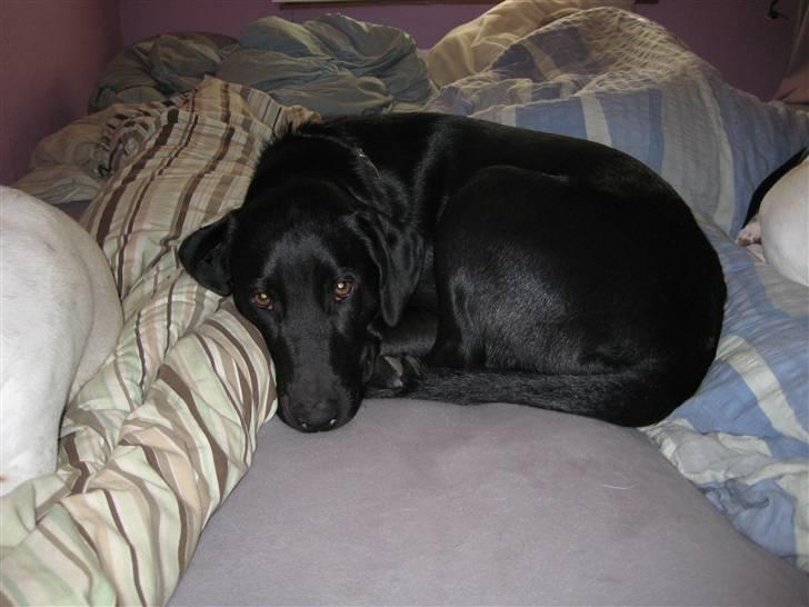 Blanding af racer Mille billede 2