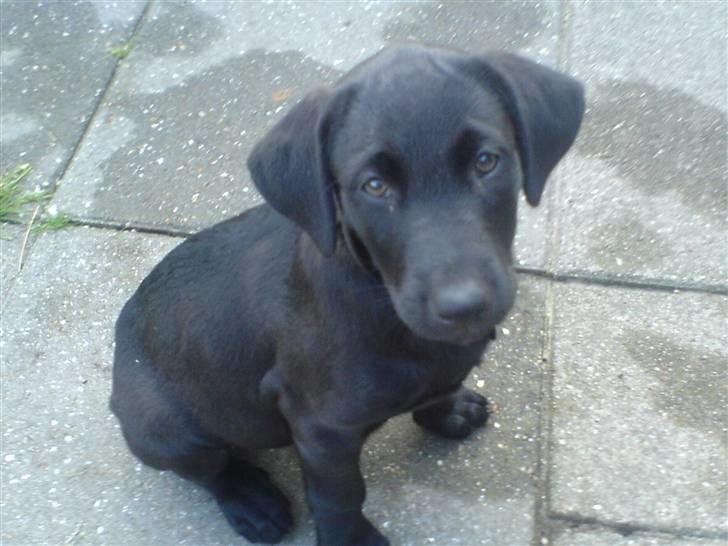 Blanding af racer Mille billede 3