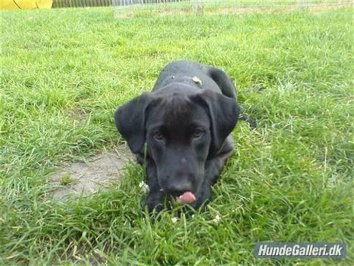 Blanding af racer Mille billede 4