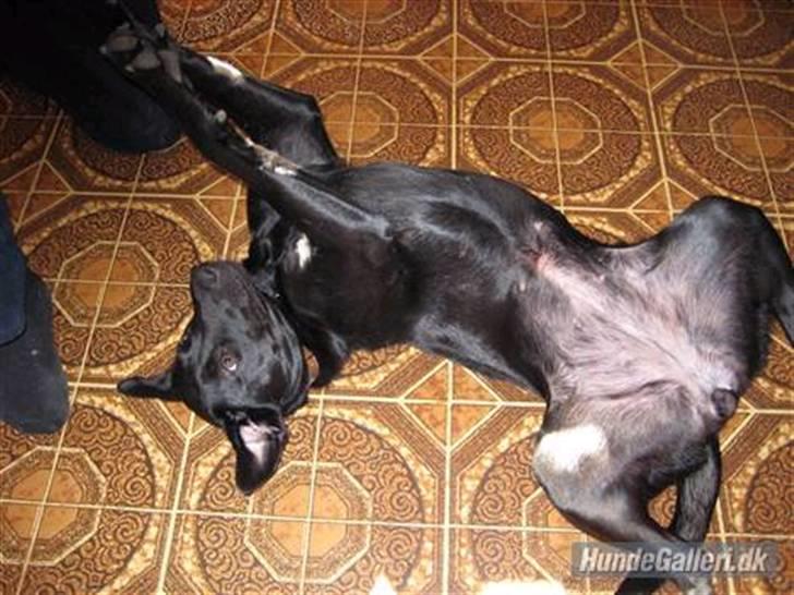 Blanding af racer Mille billede 5