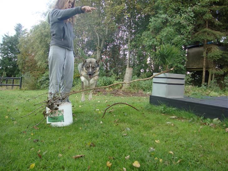 Västgötaspids Ronaldo - min lille springer :D <3 billede 18