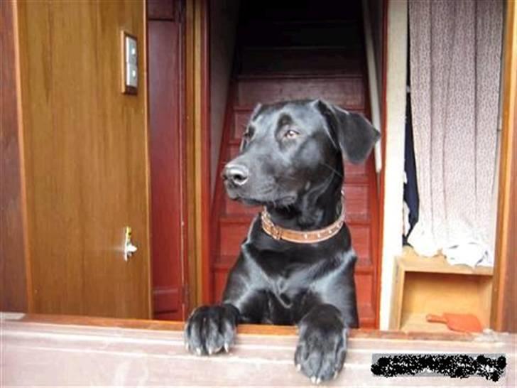 Blanding af racer Mille billede 6