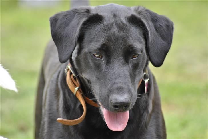 Blanding af racer Mille billede 7