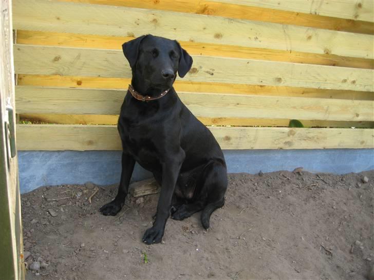 Blanding af racer Mille billede 8