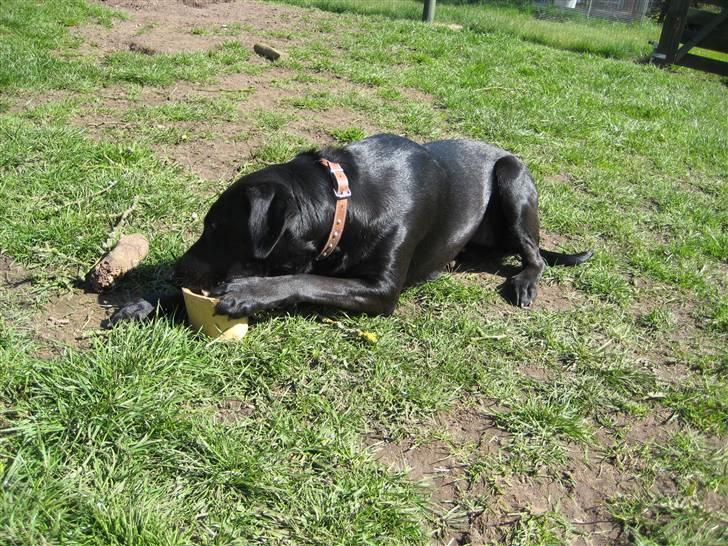 Blanding af racer Mille billede 9