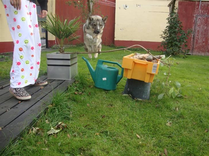 Västgötaspids Ronaldo - i like it! <3 billede 19