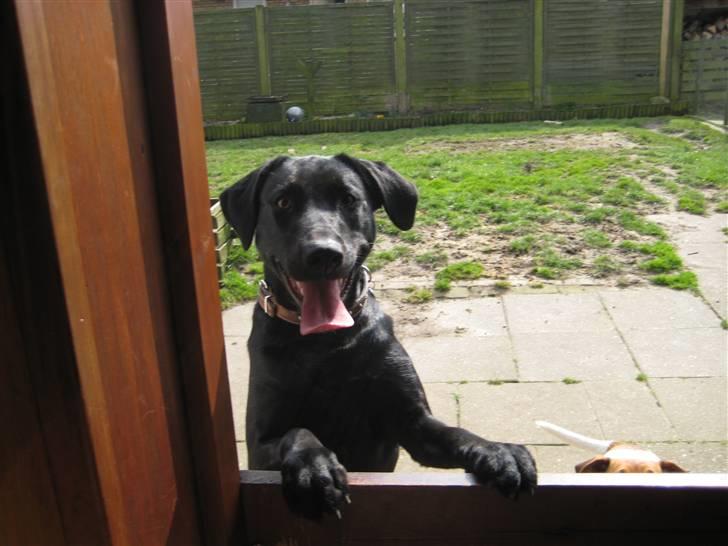 Blanding af racer Mille billede 10