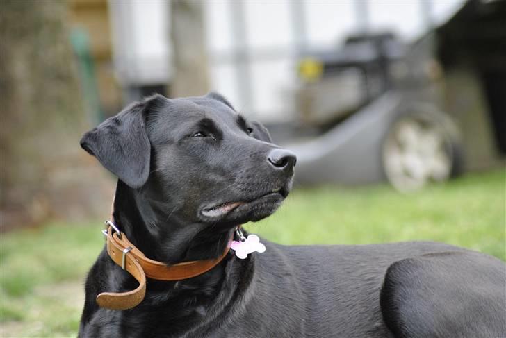 Blanding af racer Mille billede 11