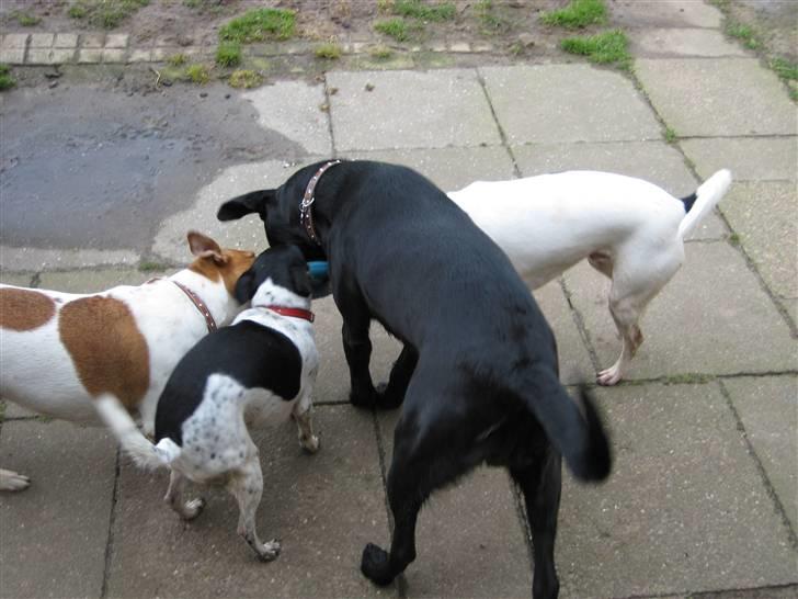 Blanding af racer Mille billede 12