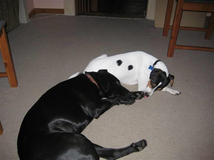 Blanding af racer Mille billede 13