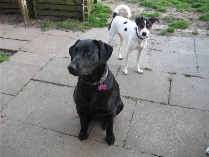 Blanding af racer Mille billede 14