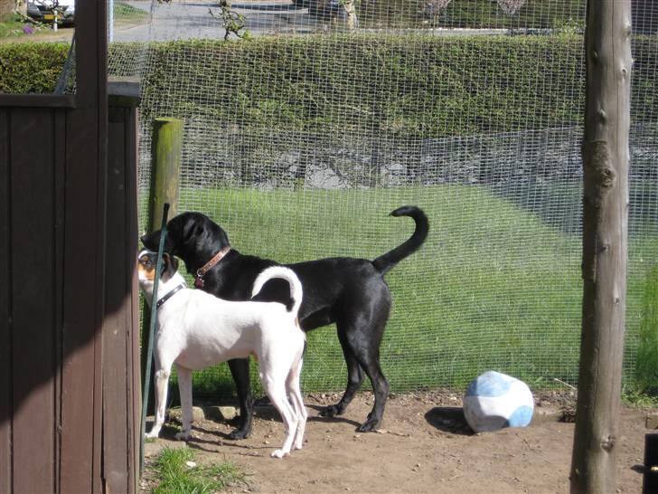 Blanding af racer Mille billede 15