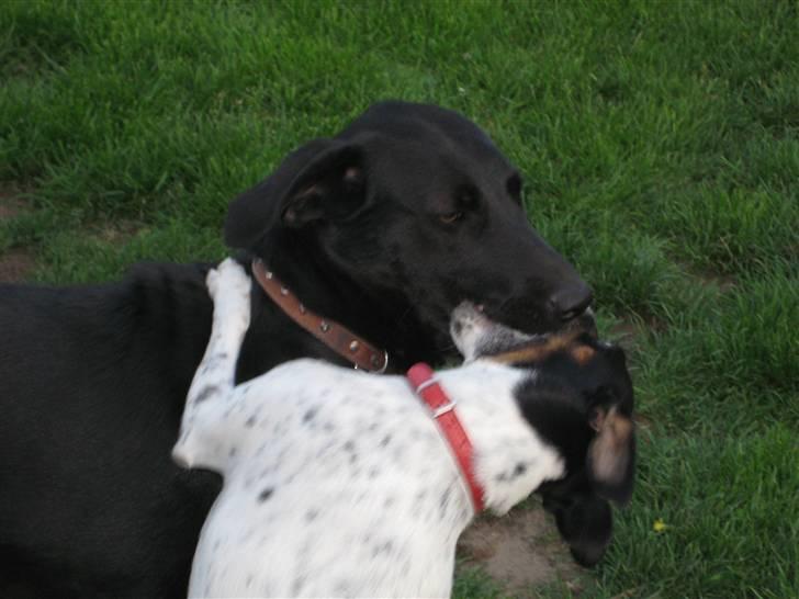 Blanding af racer Mille billede 16