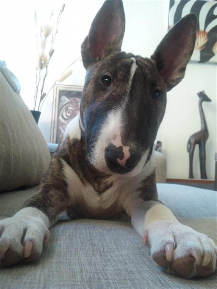 Bullterrier miniature Louie - Louie 6 måneder billede 6