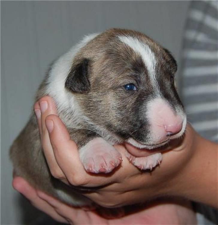 Bullterrier miniature Louie - Louie 2 uger billede 7