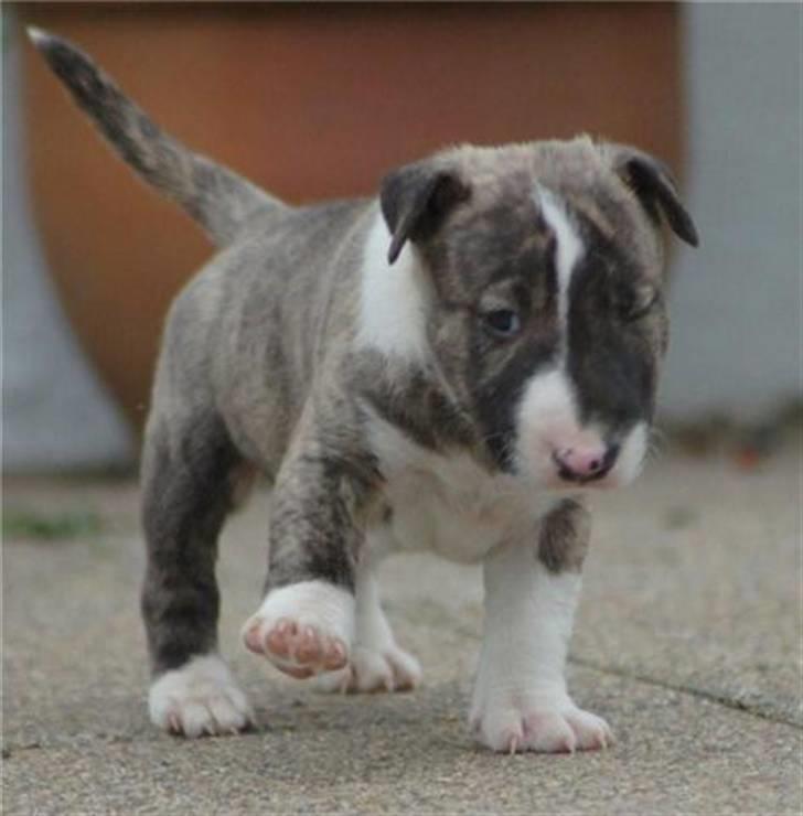 Bullterrier miniature Louie - Louie 5 uger billede 8