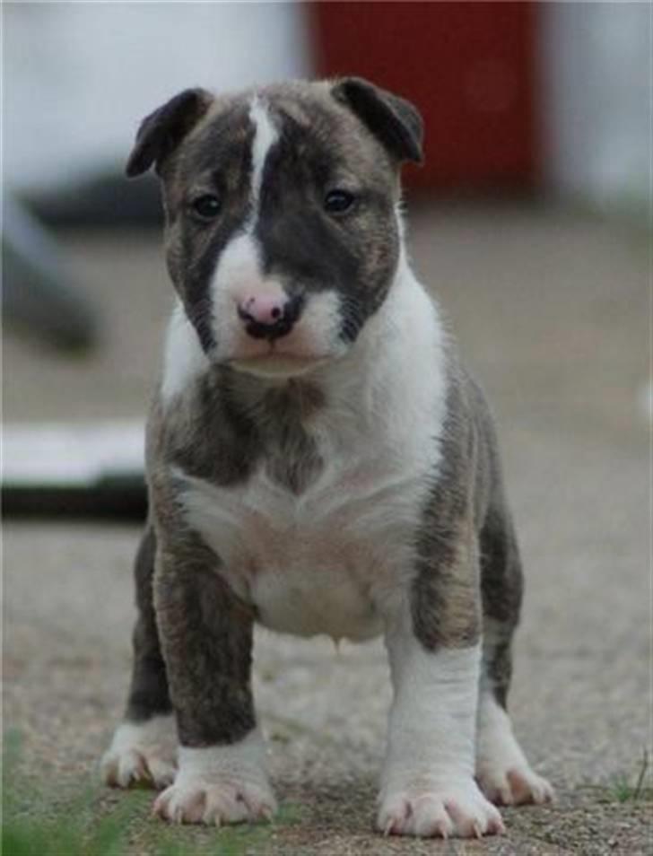 Bullterrier miniature Louie - Louie 5 uger billede 9