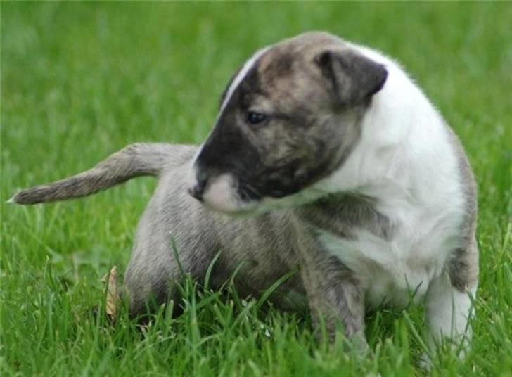 Bullterrier miniature Louie - Louie 4 uger billede 10