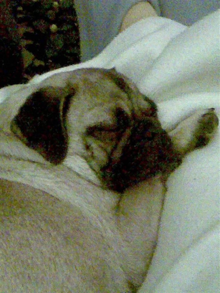 Blanding af racer Fiona billede 11