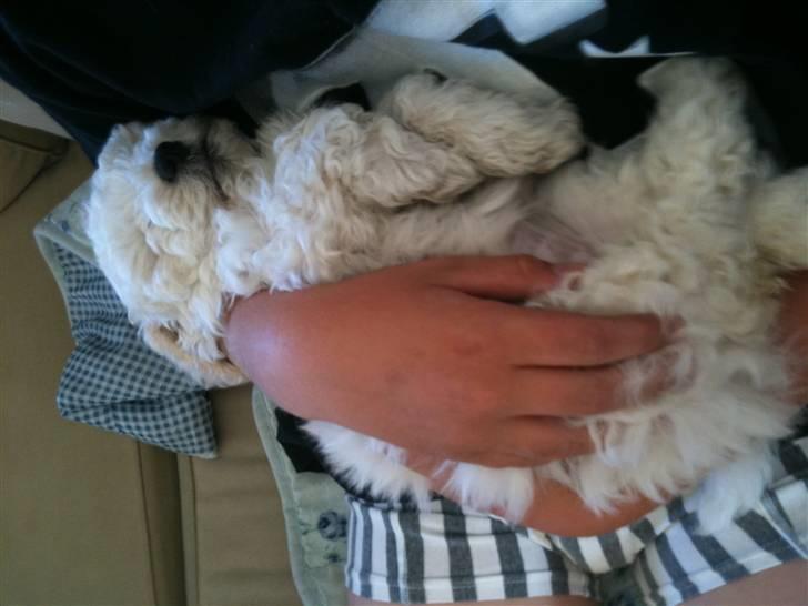 Bichon havanais Nugga billede 5