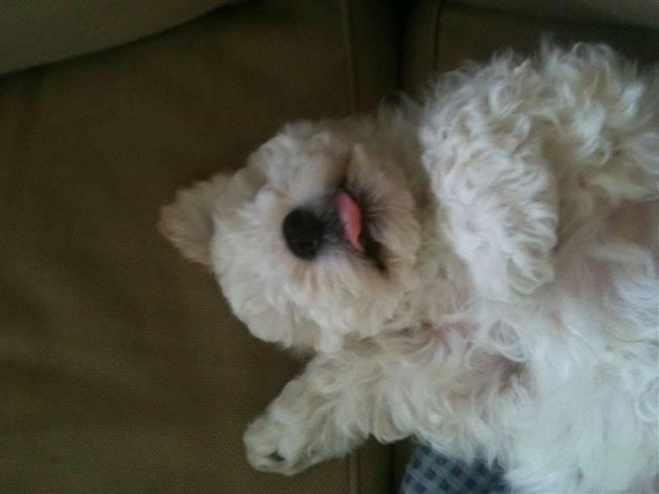 Bichon havanais Nugga billede 6