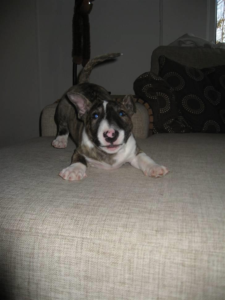 Bullterrier miniature Louie - Louie 8½ uger billede 11