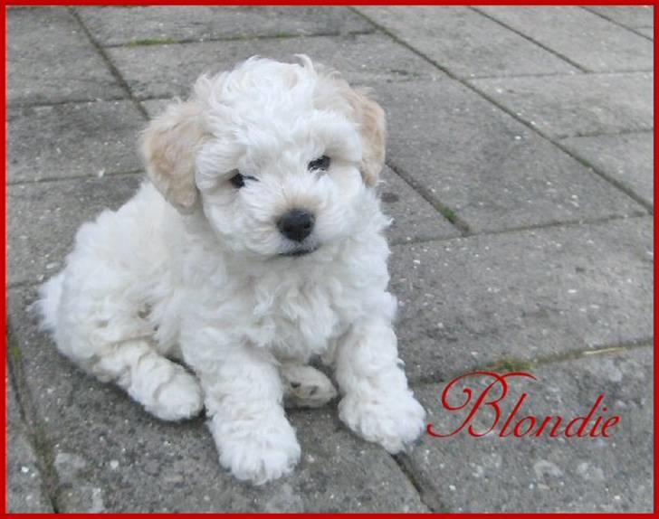Bichon havanais Nugga billede 7