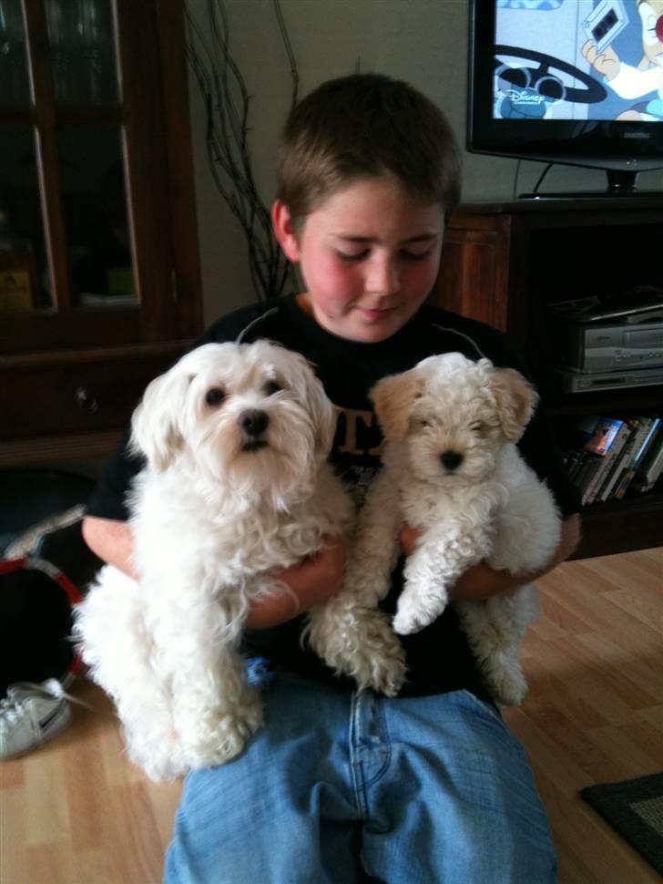 Bichon havanais Nugga billede 8