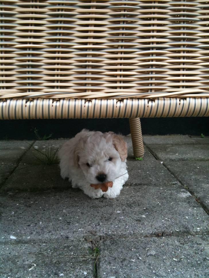 Bichon havanais Nugga billede 9