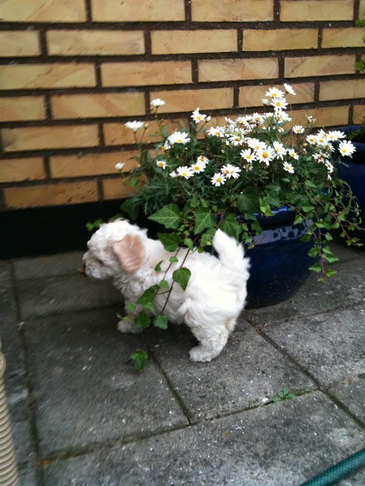 Bichon havanais Nugga billede 10