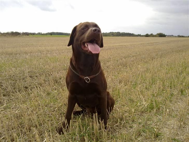 Labrador retriever Cuba billede 13