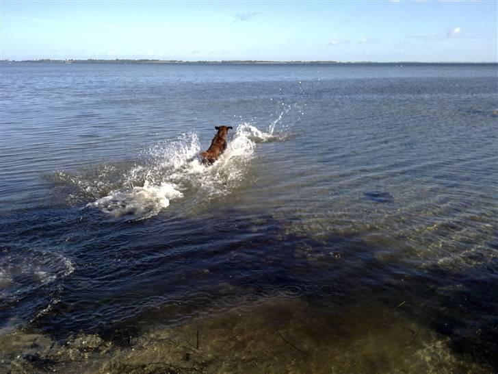 Labrador retriever Cuba billede 14