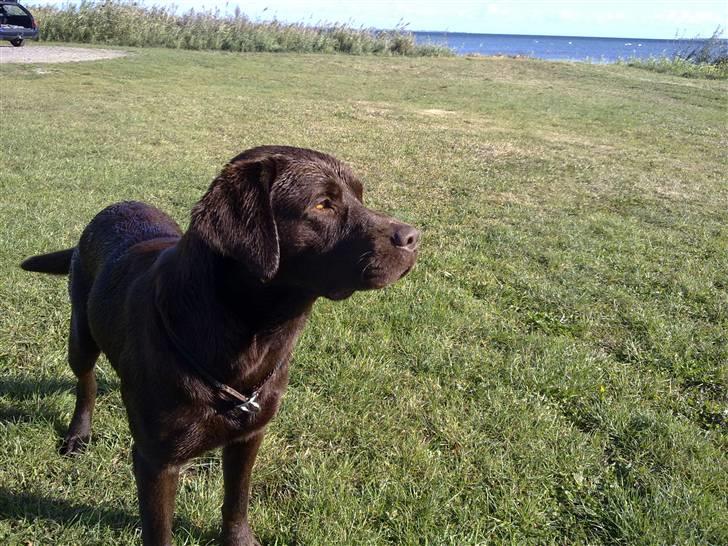 Labrador retriever Cuba billede 15