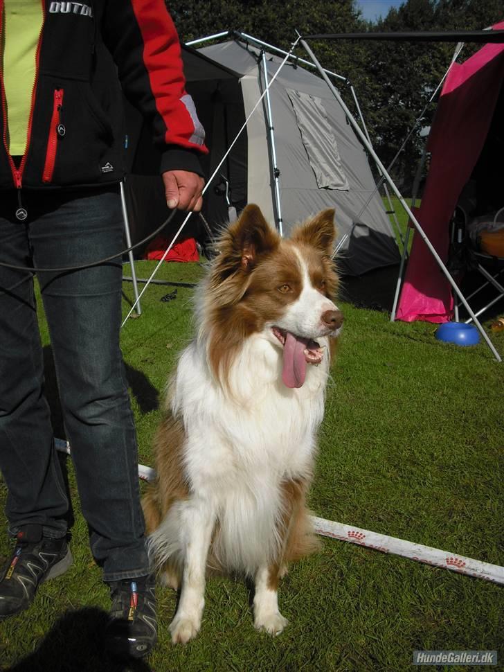 Border collie be my magtic (makker) - dette er min far kewstorks charlie han er rød og hvid billede 20