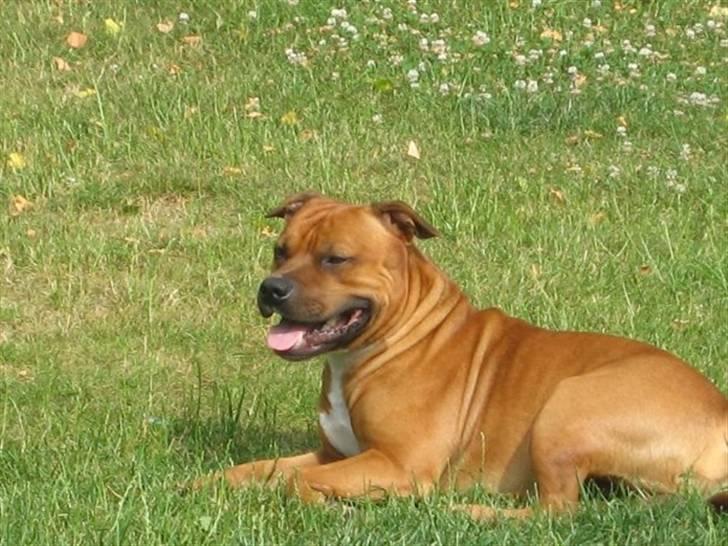 Staffordshire bull terrier *Miko aka Diego* billede 20