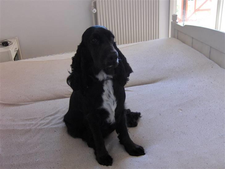 Cocker spaniel Mocca - Mocca oktober 2009 billede 1
